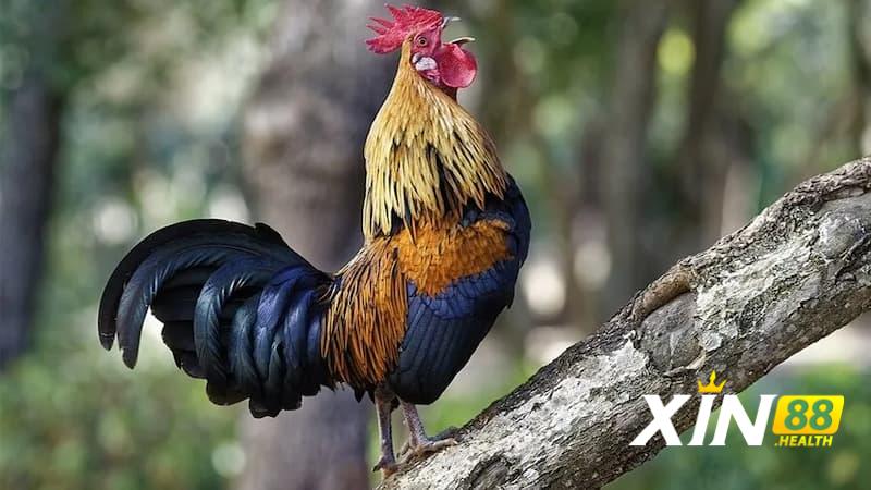 Kỹ thuật nuôi Tre Mỹ ấn tượng gồm những gì?