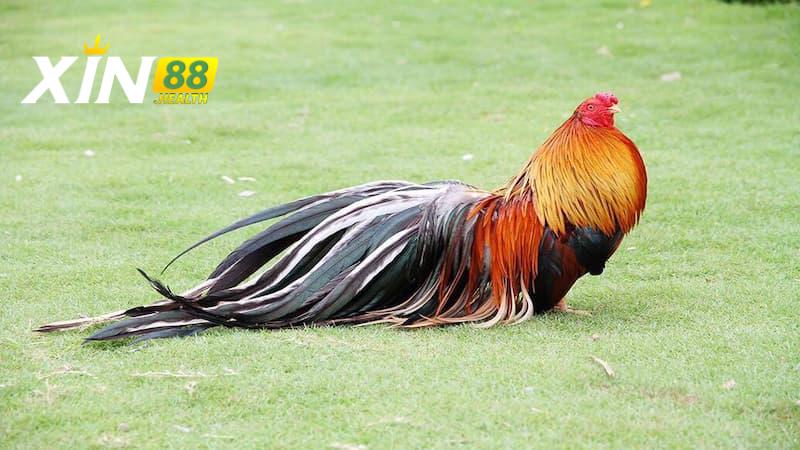 Tổng quan giới thiệu về gà Tre Tân Châu