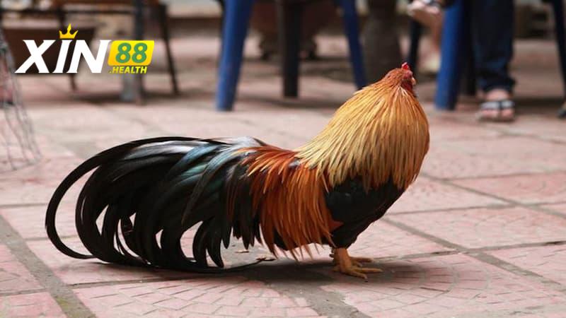 Tre Tân Châu có những điểm gì khác biệt?