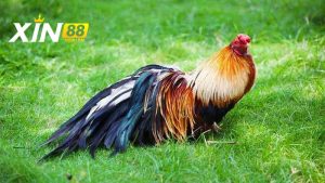 Chế độ dinh dưỡng hợp lý cho Tre Tân Châu