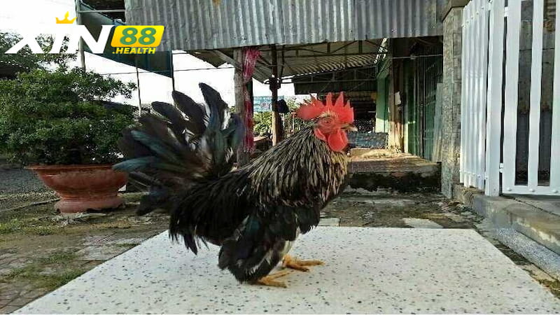 Giá trị của Gà Tre Thái trong thị trường