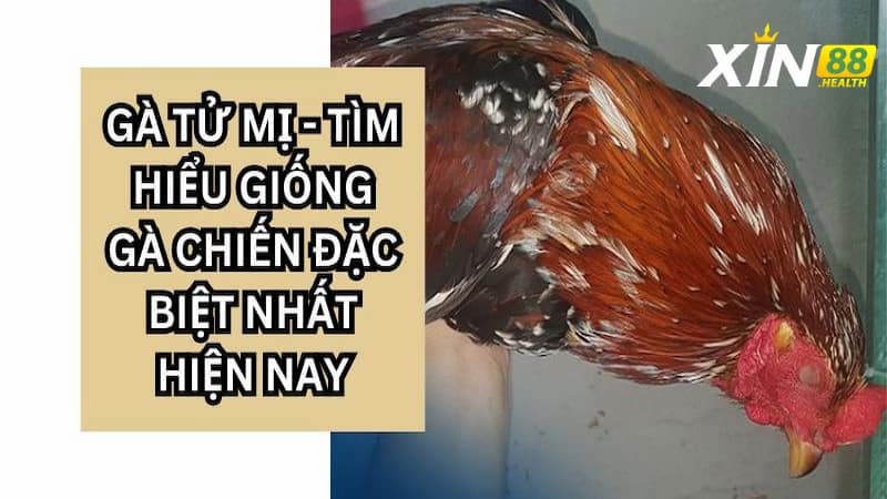 Gà Tử Mị là gì?