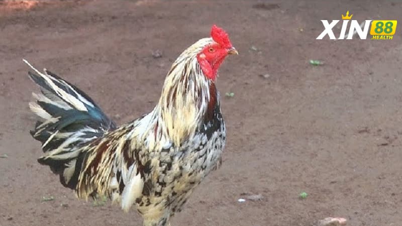 Lý do gà Tử Mị được các kê sư ưa chuộng