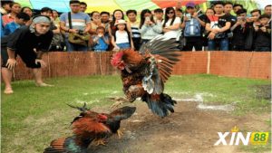 Cách huấn luyện gà Tử Mị để tham gia thi đấu