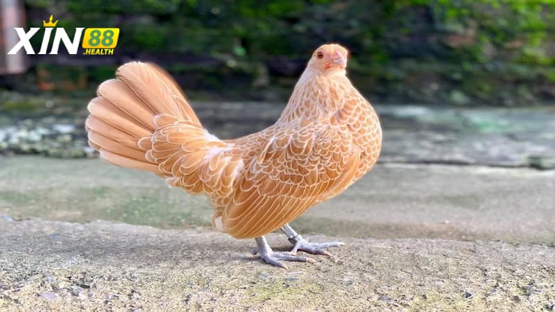 Gà vảy cá trong các đấu trường chọi kê đỉnh cao