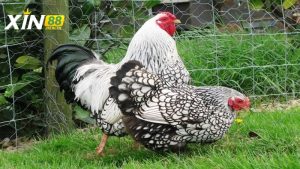 Chia sẻ cách nuôi và chăm sóc gà vảy cá