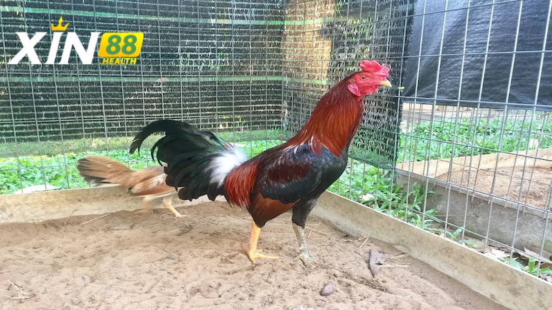Giới thiệu về gà song nhãn thần kê