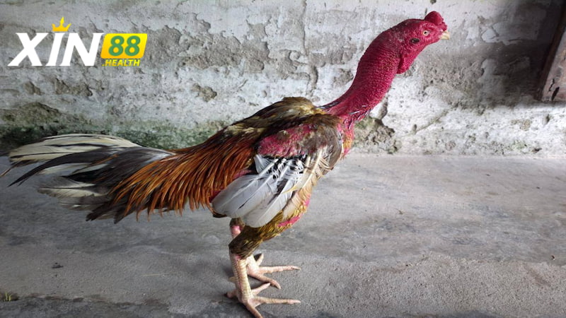 Đặc điểm nhận dạng gà song nhãn thần kê