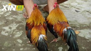 Kỹ thuật nuôi và chăm sóc gà song nhãn thần kê